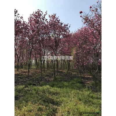 紅葉李*新價格/紅葉李報價