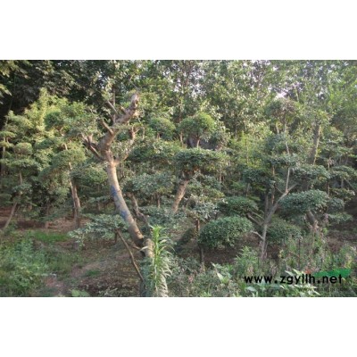 紅葉李,紫葉李行情報價\紅葉李,紫葉李圖片展示