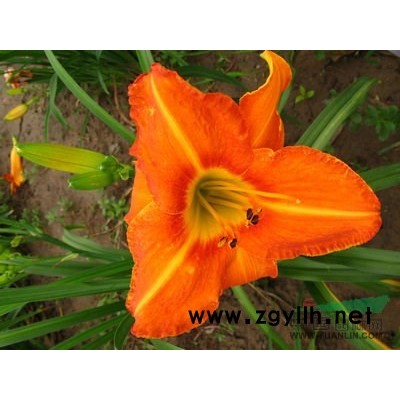 紅楓|紅楓價格|紅楓基地|紅楓種植|地區紅楓
