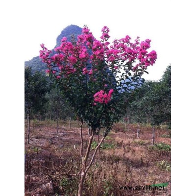 桂林地區大紅紫薇-紅楓