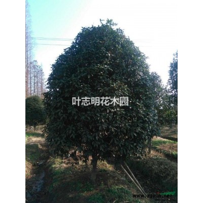 2016年杭州桐廬美國(guó)紅楓價(jià)格走勢(shì) 2016美國(guó)紅楓價(jià)格
