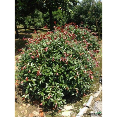 紅楓價格，三角楓，五角楓，雞爪槭，玉蘭，3到8公分紅楓報價