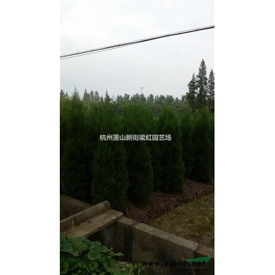 紅葉李，紅葉李供應(yīng)，2022年紅葉李價格，蕭山紅葉李