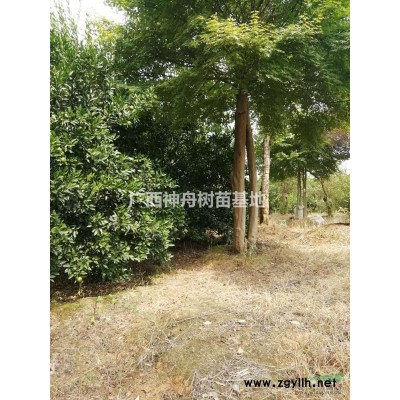 低價處理廣西桂林紅葉李 廣西紅葉李報價 8-15cm