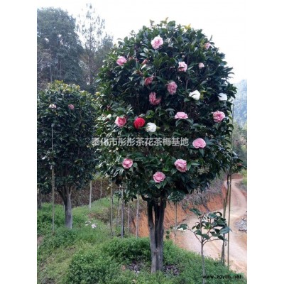 紅葉李2圖片\紅葉李2報價