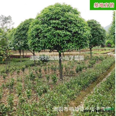 批發(fā)美國紅楓樹  供應(yīng)園林綠化工程苗木 庭院綠化全冠 5至1