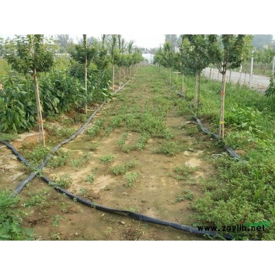 山東【索梅塞紅楓苗】基地直銷，價格超優惠錯過太可惜