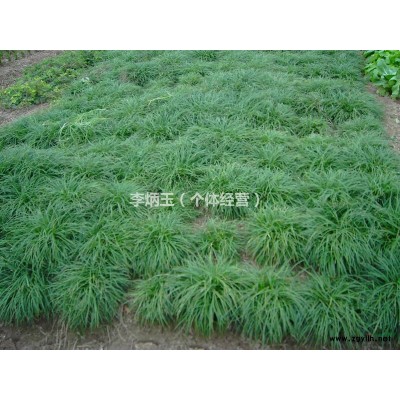 低分枝 紅葉李 高度2.5-3.5米 冠幅1.5-2.5米 地徑8公分