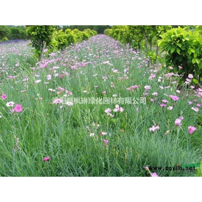 江蘇[產(chǎn)品]/江蘇紫葉李、紅葉李價格/報價