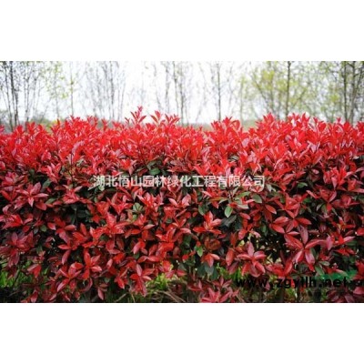 孝感紅葉李 湖北紅葉李 紅葉李價(jià)格