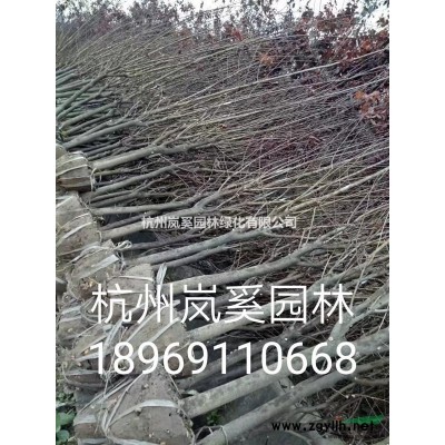 浙江地區優惠供應紅葉李