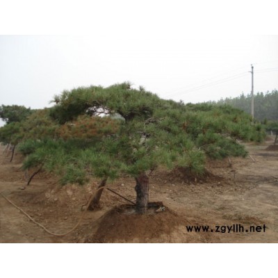 大小規(guī)格馬褂木