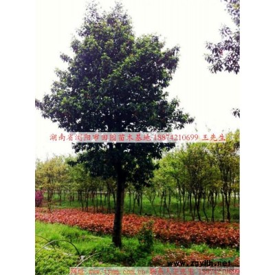 桂花供應(yīng)/桂花圖片