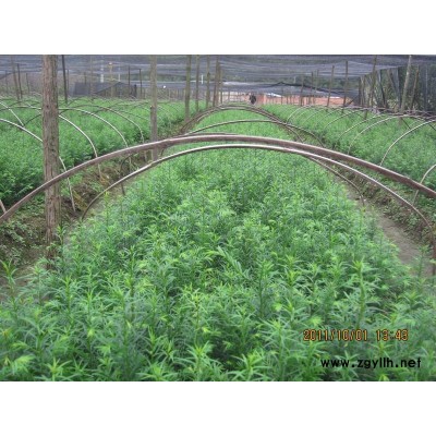 紅豆杉,翠冠梨,清香梨,廣玉蘭，桂花，海棠，柿子苗等