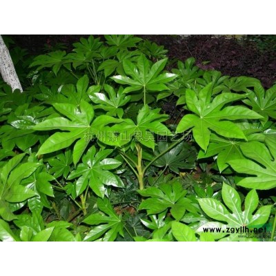 無(wú)患子、冬青、垂柳、雞爪槭、紅楓、紅葉石楠樹