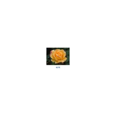 桂花