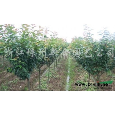 現有紅葉李7一10公分1500棵低價處理