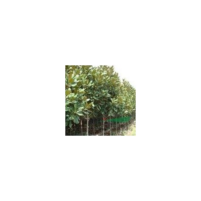 在哪里買4公分6公分8公分/10公分紅葉李樹價格