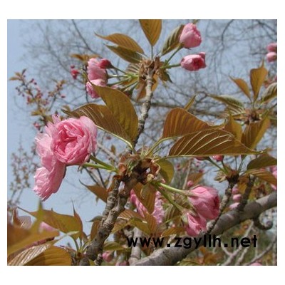 紅葉李（紫葉李）