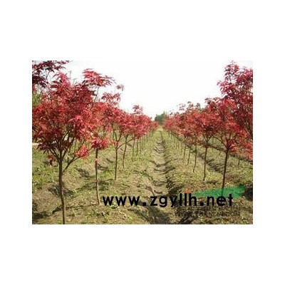 紅葉李供應/紅葉李圖片