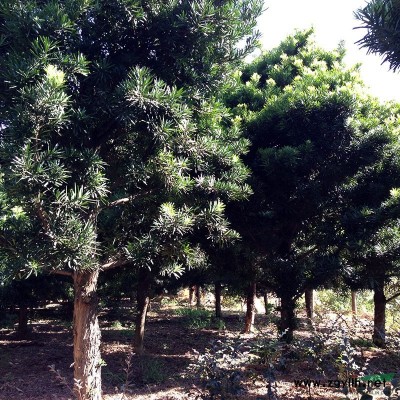 低價出售紅葉李_地徑3-5公分優質紅葉李
