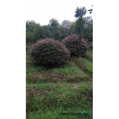 大量供應(yīng)（紅葉李）   大量出售（紅葉李）