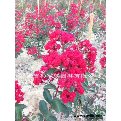 紅葉李 紫葉李 紫葉李規格* 紅葉李價格優惠