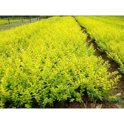 湖南紅葉李 紅葉李價(jià)格 精品紅葉李 紫葉李 紅葉李照片 紅葉李供應(yīng)