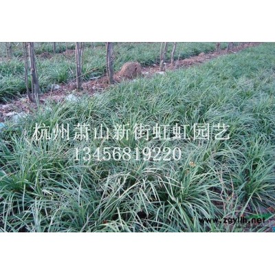 紅葉李