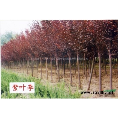 5公分中華太陽李 3公紅葉碧桃，紫葉矮櫻，榆葉梅，紅葉李小苗