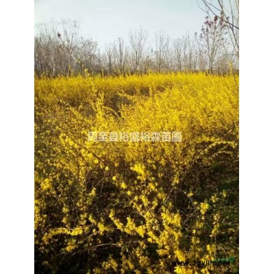 供應營養杯紅葉李樹苗 陜西地區大紅葉李苗木批發基地