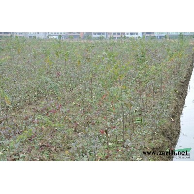 紅葉李*新價格/紅葉李報價