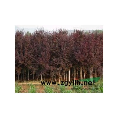 紅葉李行情報價\紅葉李圖片展示