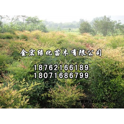 紅葉李