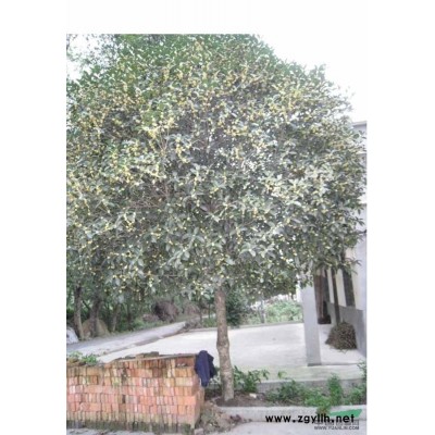 *便宜紅葉李1/*便宜紅葉李1供應/安徽*便宜紅葉李1