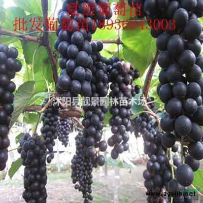 沭陽連翹產(chǎn)地 連翹毛球一株多少錢