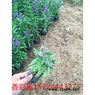 金邊連翹盆栽苗，山東種植基地，苗圃批發價格