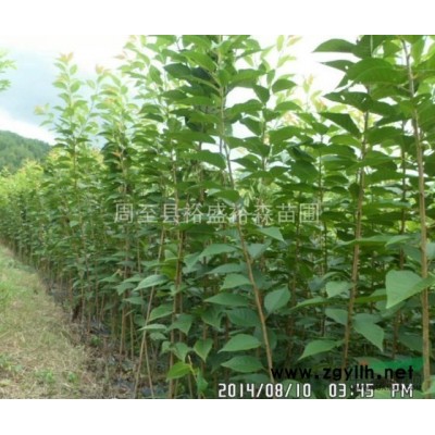 陜西連翹批發格 綠化苗木種植 周至連翹生產基地