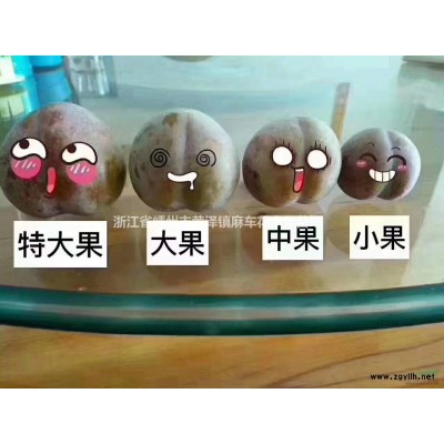 紅葉石楠，紅楓，雞爪槭