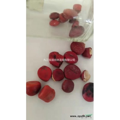 江西高分枝紅葉石楠，垃圾紅葉石楠出售，8－10公分紅葉石楠樹
