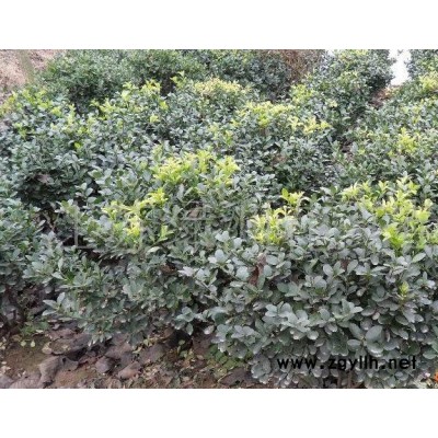 苗圃種植苗、工程用苗紅瑞木、錦帶花、連翹、迎春花