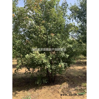 清地紅葉石楠樹