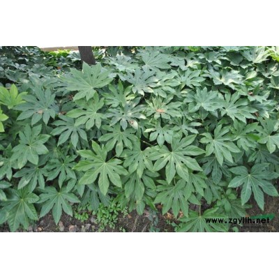 樂(lè)昌含笑，深山含笑，連翹，亮綠忍冬，六月雪等綠化苗