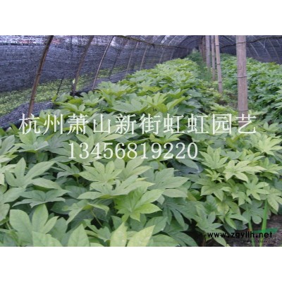 連翹