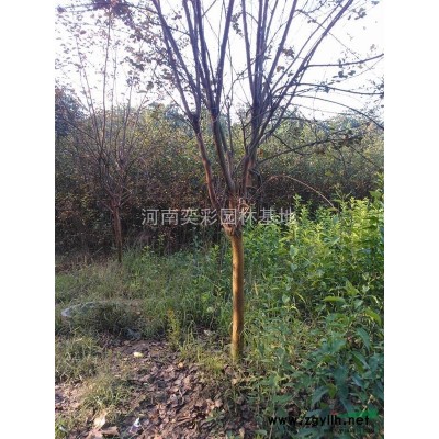 紅葉石楠  金葉女貞 紅葉小檗 金森女貞 黃楊