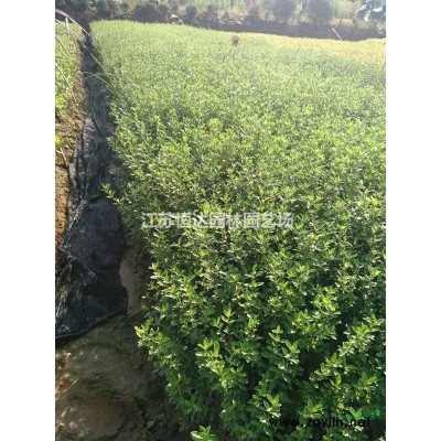 桂花盆景·桂花圖片·桂花種植基地