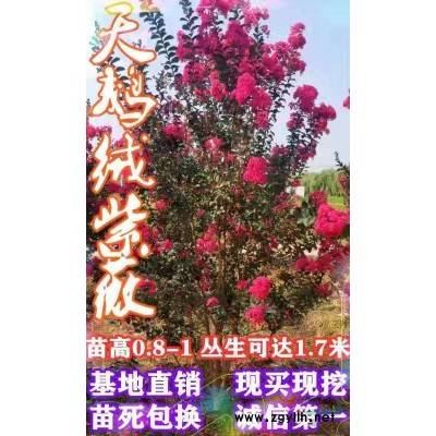 供應(yīng)多年生叢生連翹3-10分支2萬棵，叢生木槿3-10分支