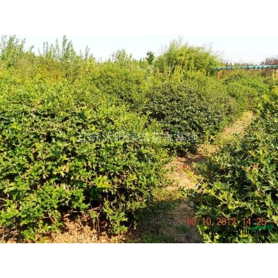 江蘇連翹/黃老虎/基地/1--10分支 連翹價格