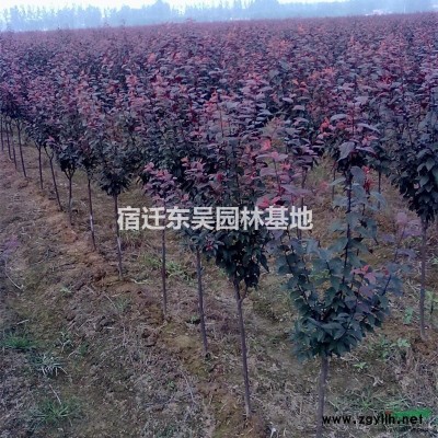 江蘇35公分40公分45公分50公分60公分高度連翹產(chǎn)地價(jià)格