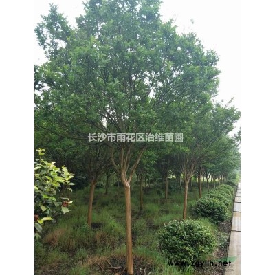 紅葉石楠柱高150/180cm